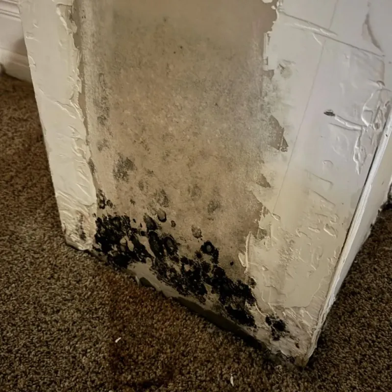 Professional Mold Removal in Meigs County, TN